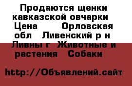 Продаются щенки кавказской овчарки › Цена ­ 1 - Орловская обл., Ливенский р-н, Ливны г. Животные и растения » Собаки   